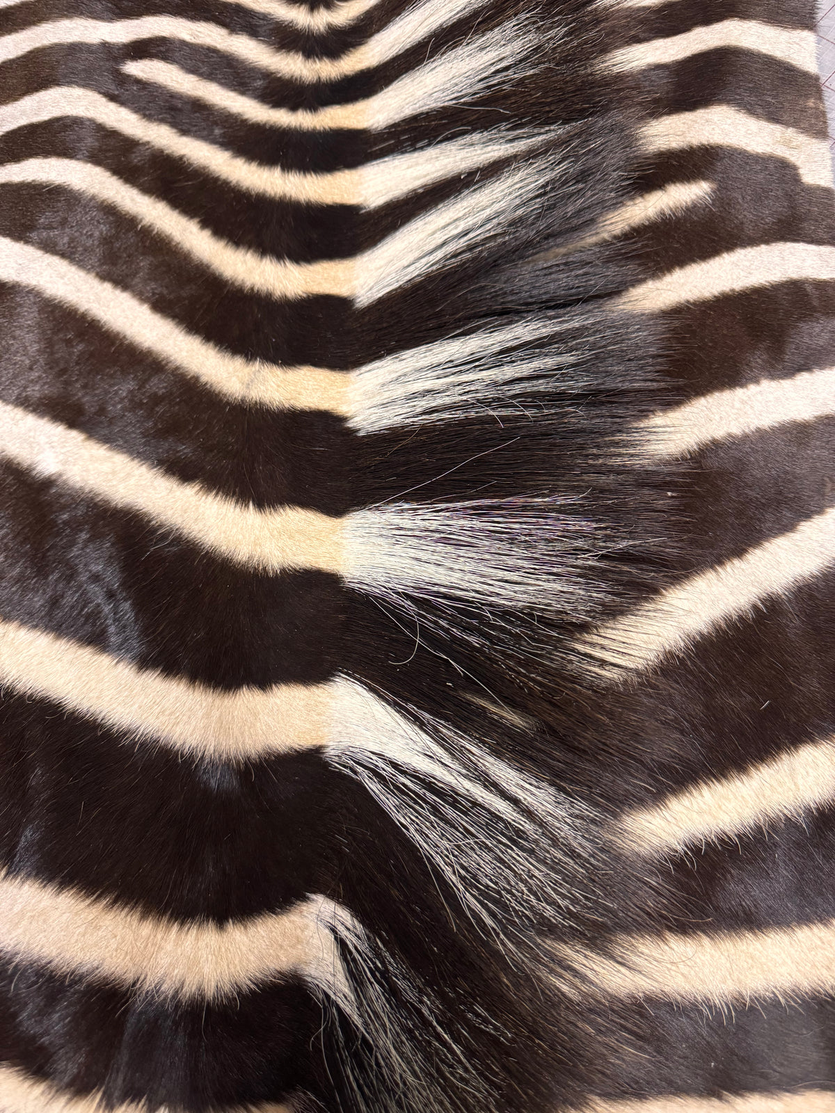 Auction Custom Spine Zebra